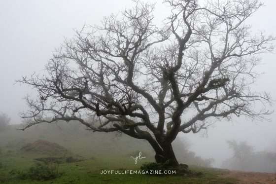 A Season to Bloom | by Elizabeth A. Fry | The Joyful Life Magazine